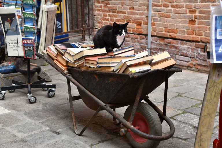 image of Libri che fanno le fusa: i gatti nella letteratura