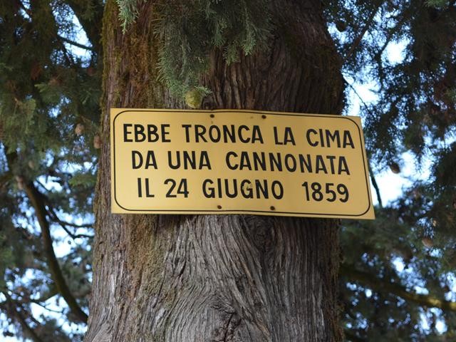 Uno degli alberi della collina di San Martino