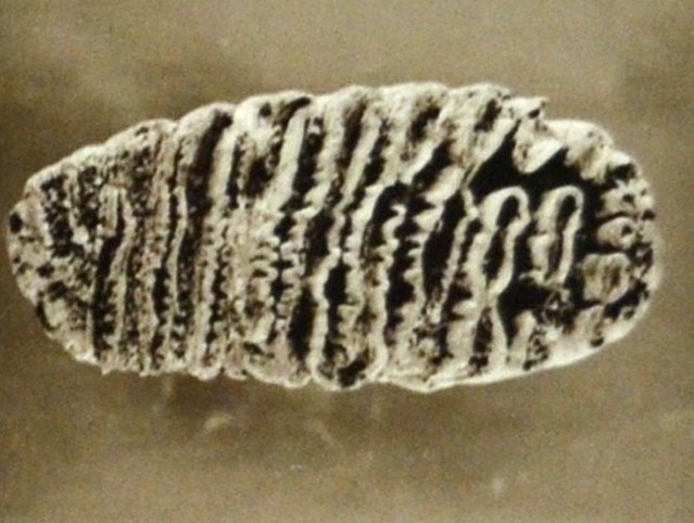 Dente di Elephas Antiquus ritrovato da Capellini alla Croara
